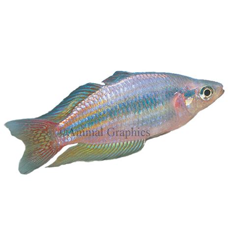 live fish petsmart|small fish at petsmart.